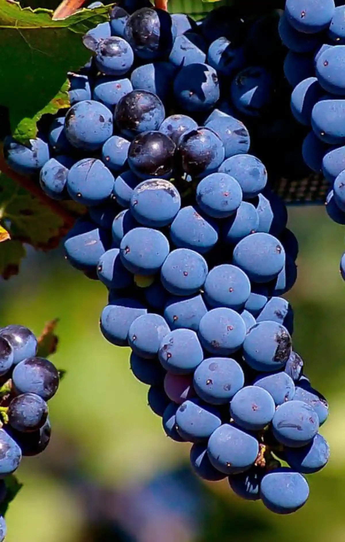 Grappe de Baco noir
