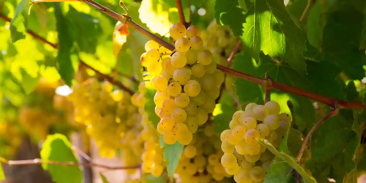 Vignoble de Chardonnay