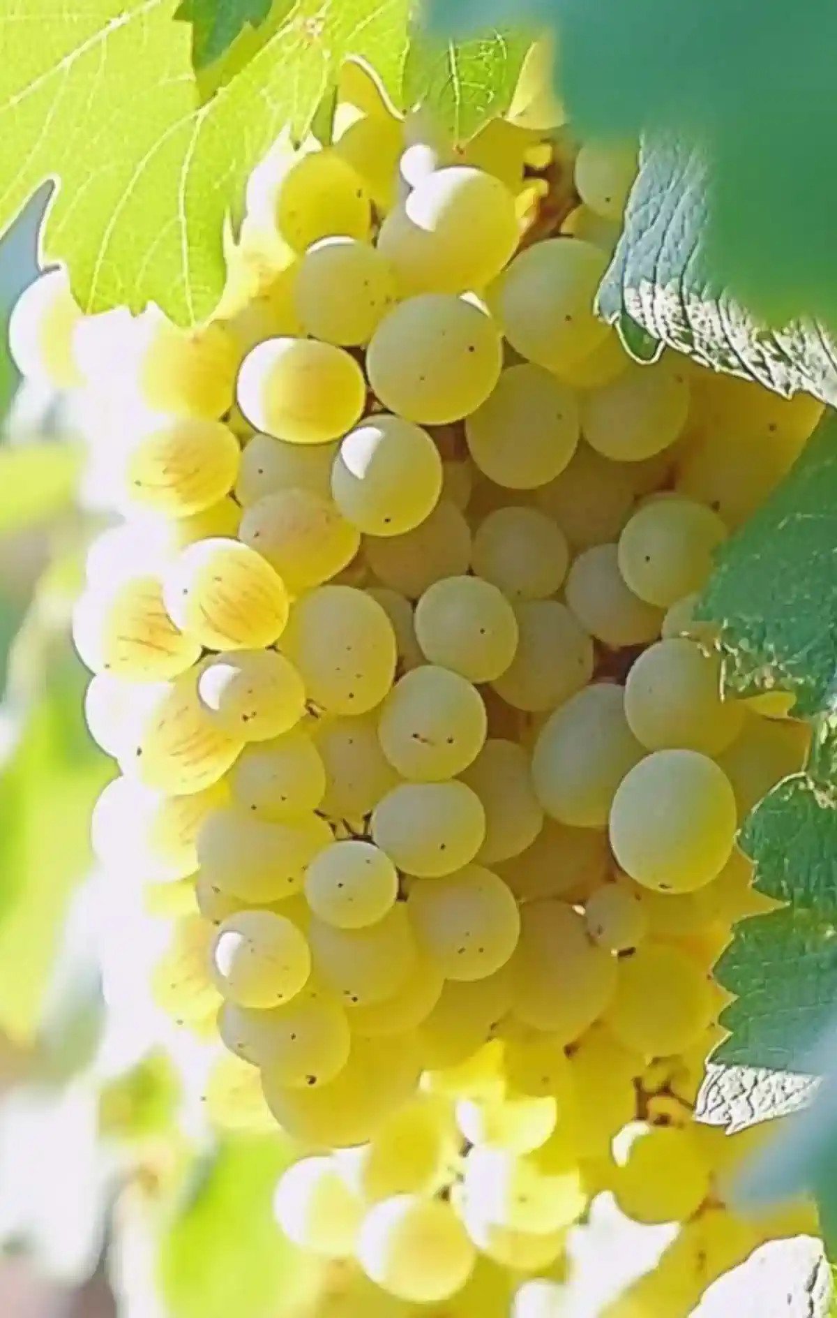 Grappe de Chenin