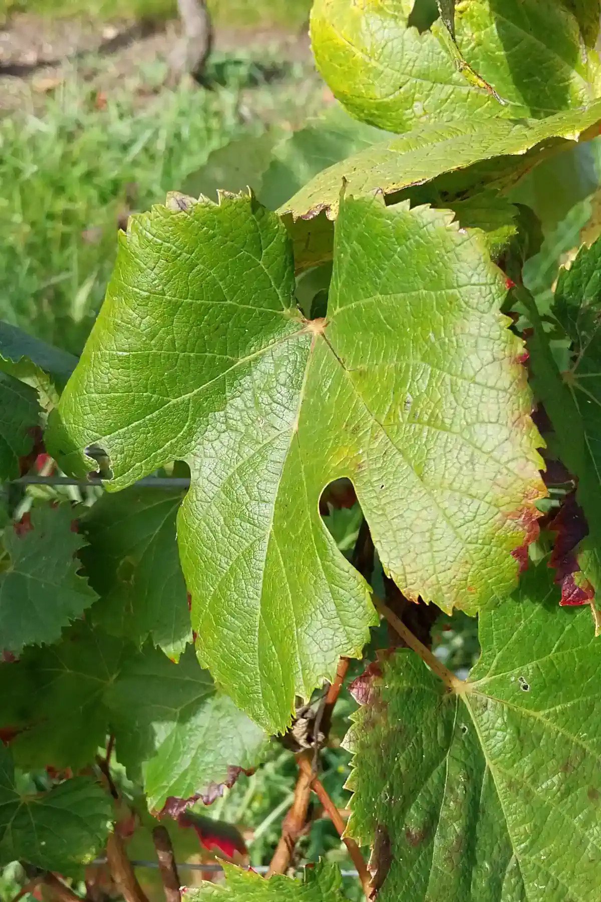 Feuille de Côt