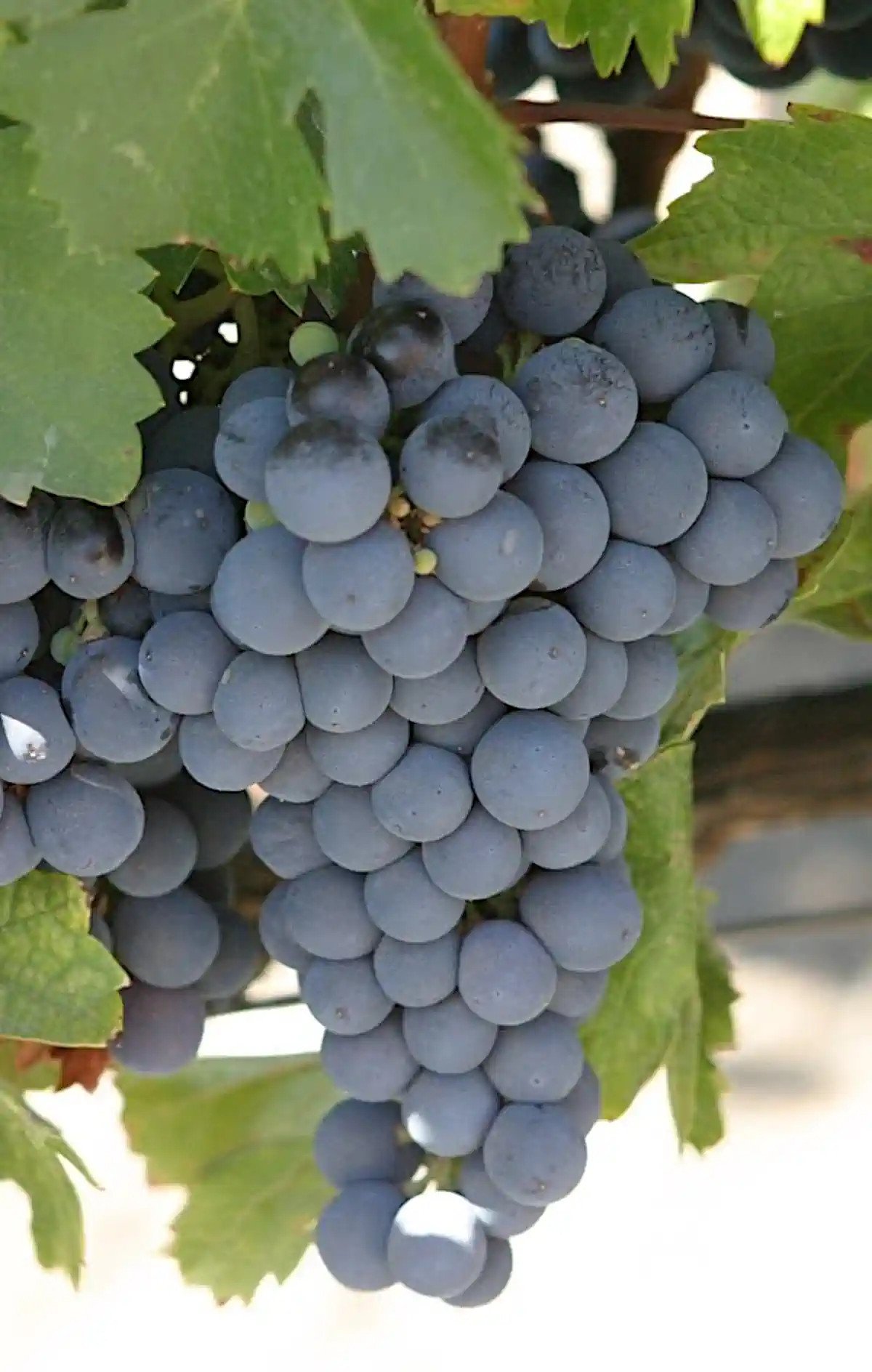 Grappe de Côt