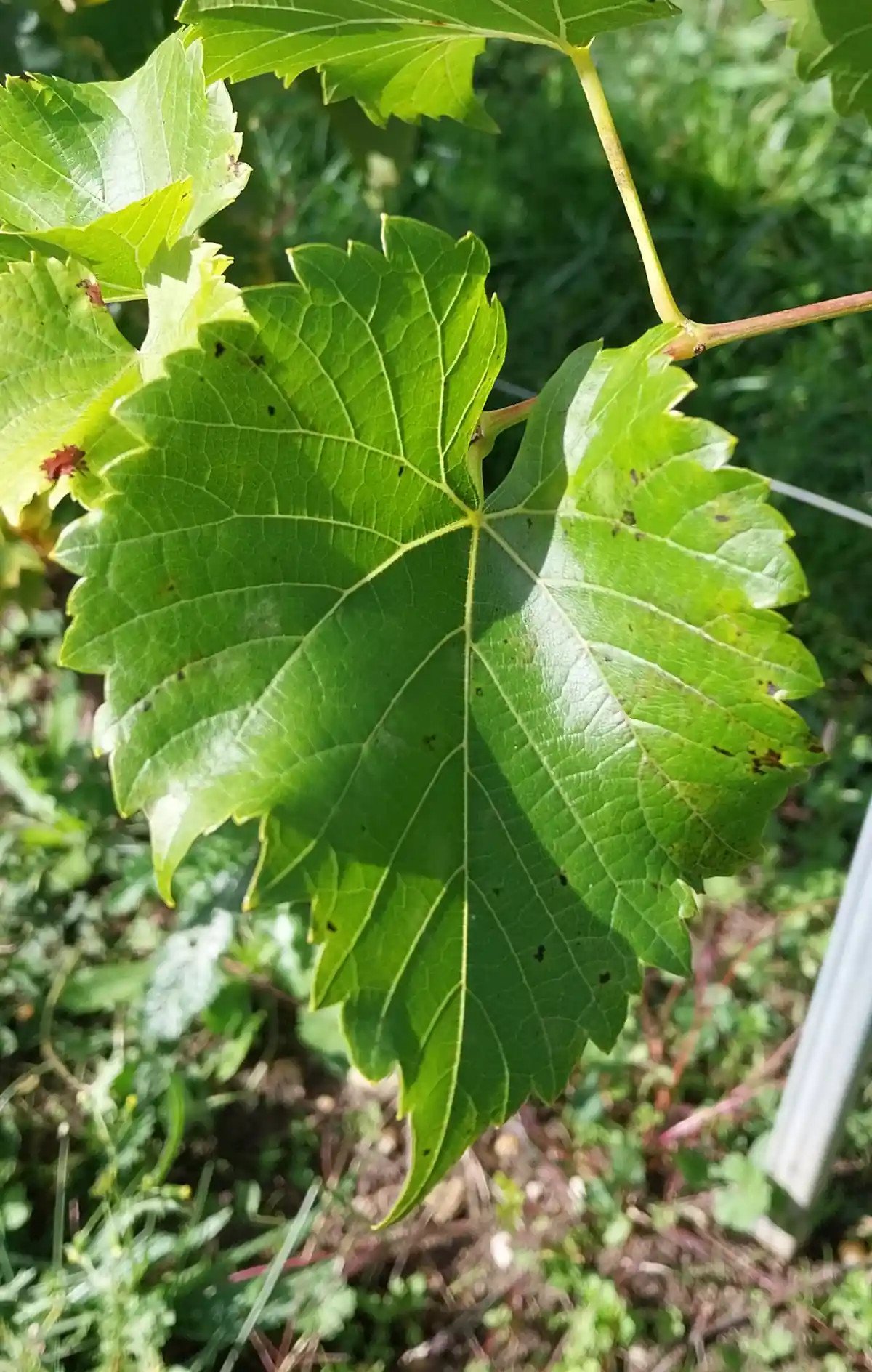 Feuille de Gaillard