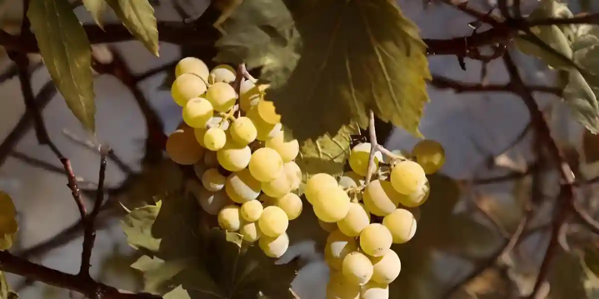 Vignoble de Gaillard