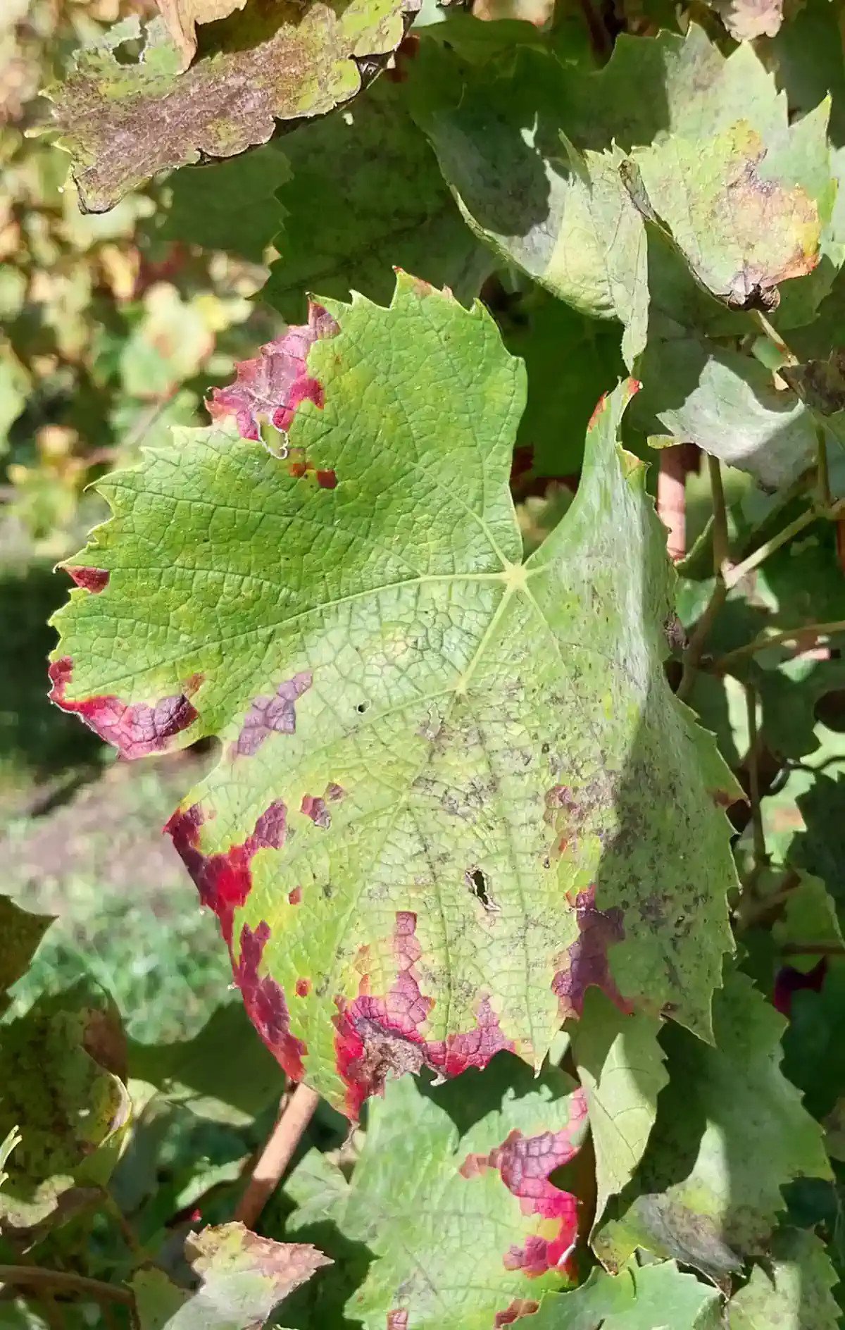 Feuille de Gamay
