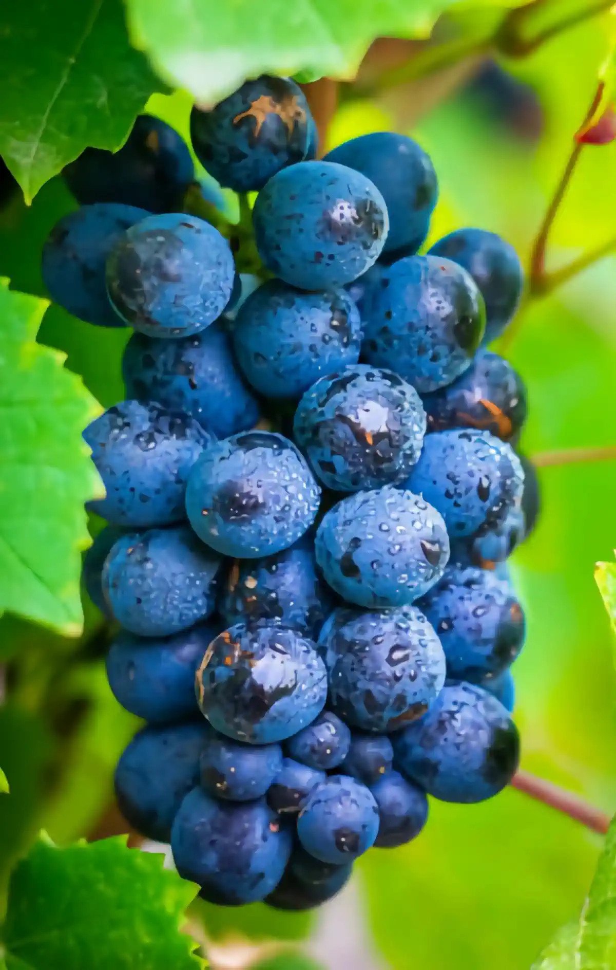 Grappe de Gamay