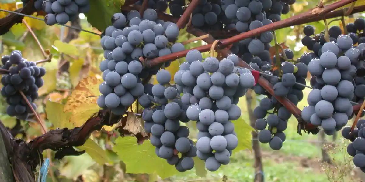 Vignoble de Gamay