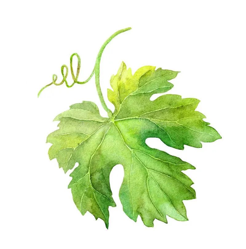 Feuille de Gordon blanc