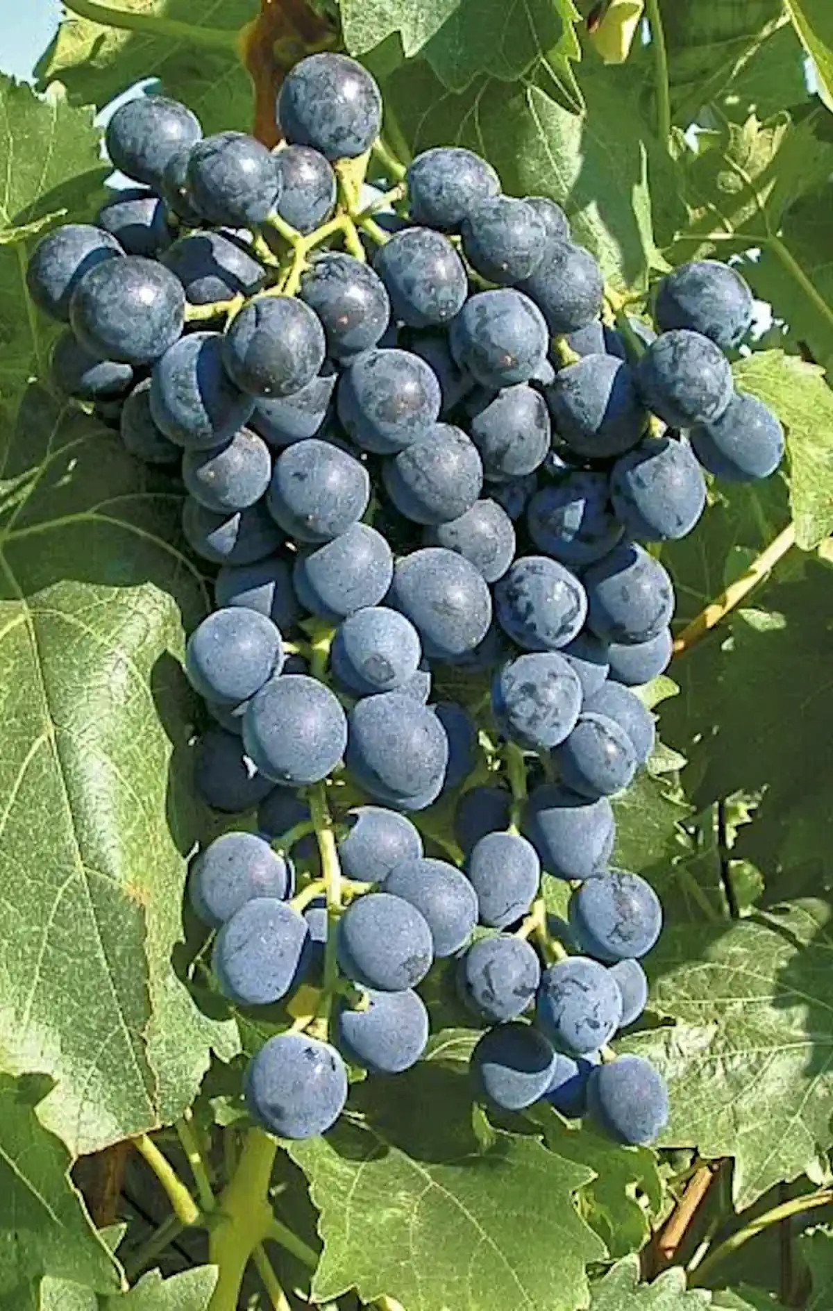 Grappe de Muscat