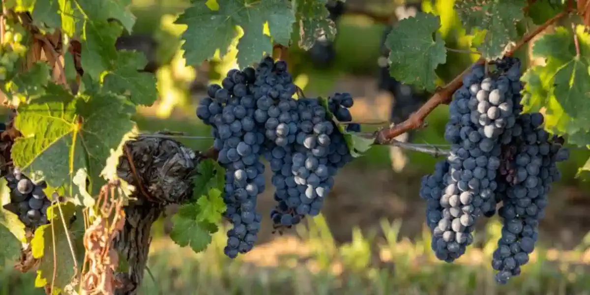 Vignoble de Muscat