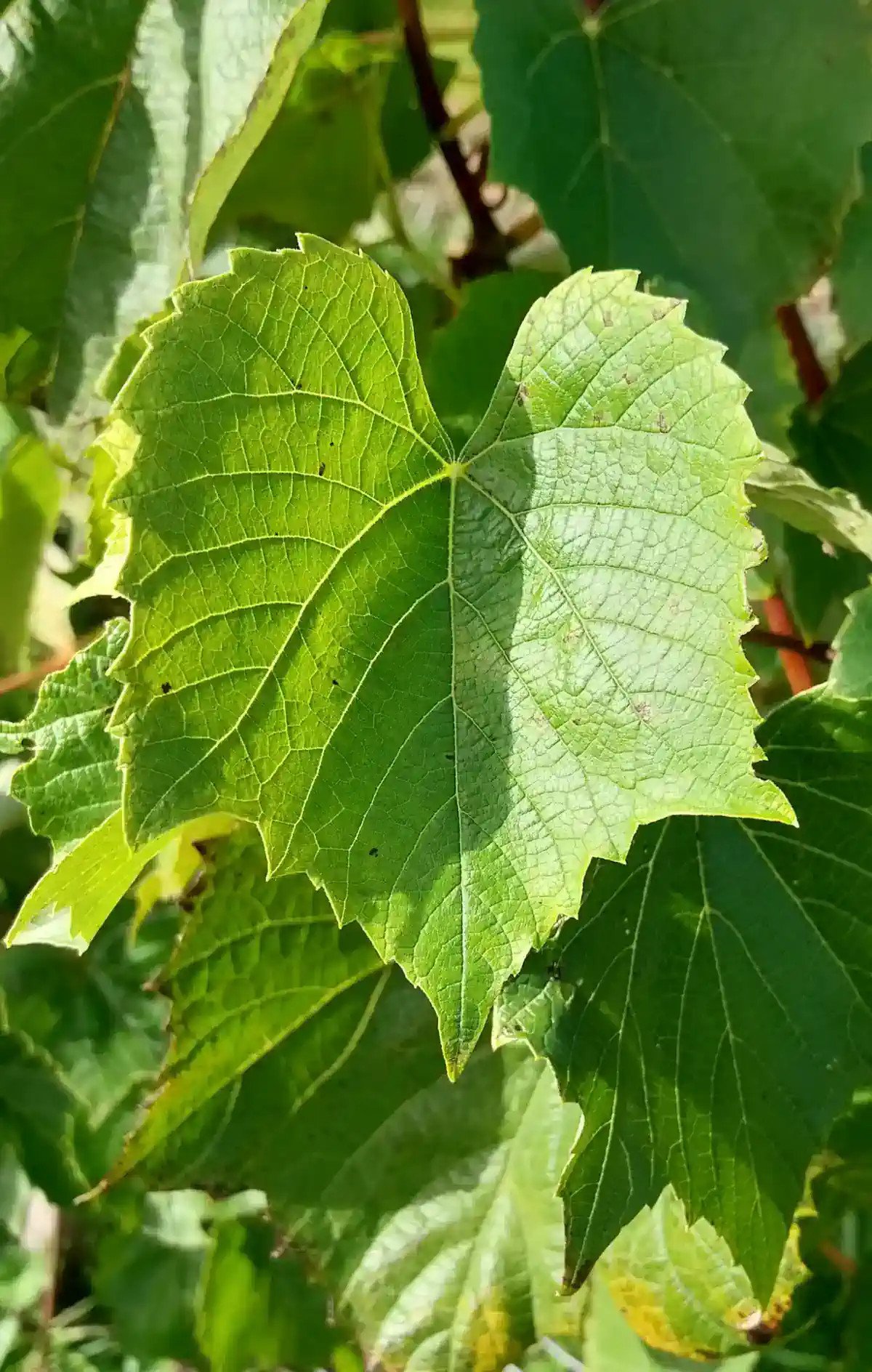 Feuille de Noah