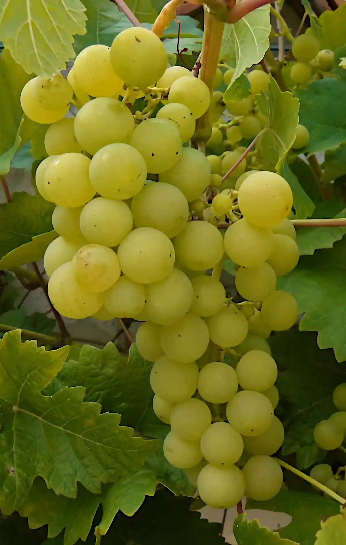 Grappe de Noah