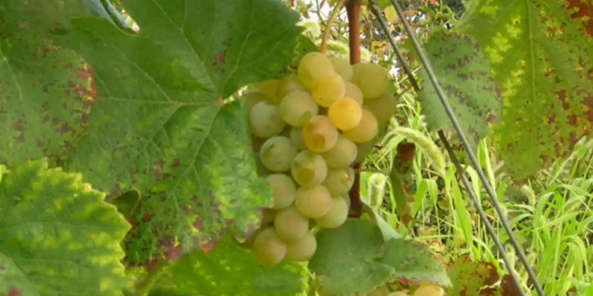 Vignoble de Noah