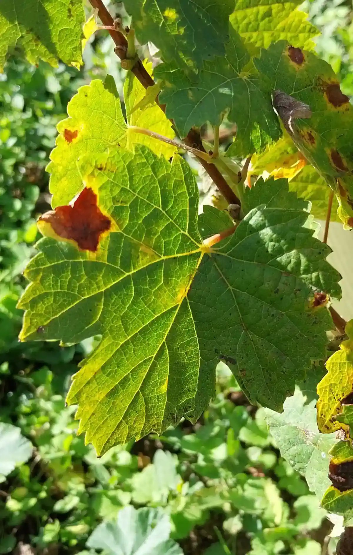 Feuille d'Orbois