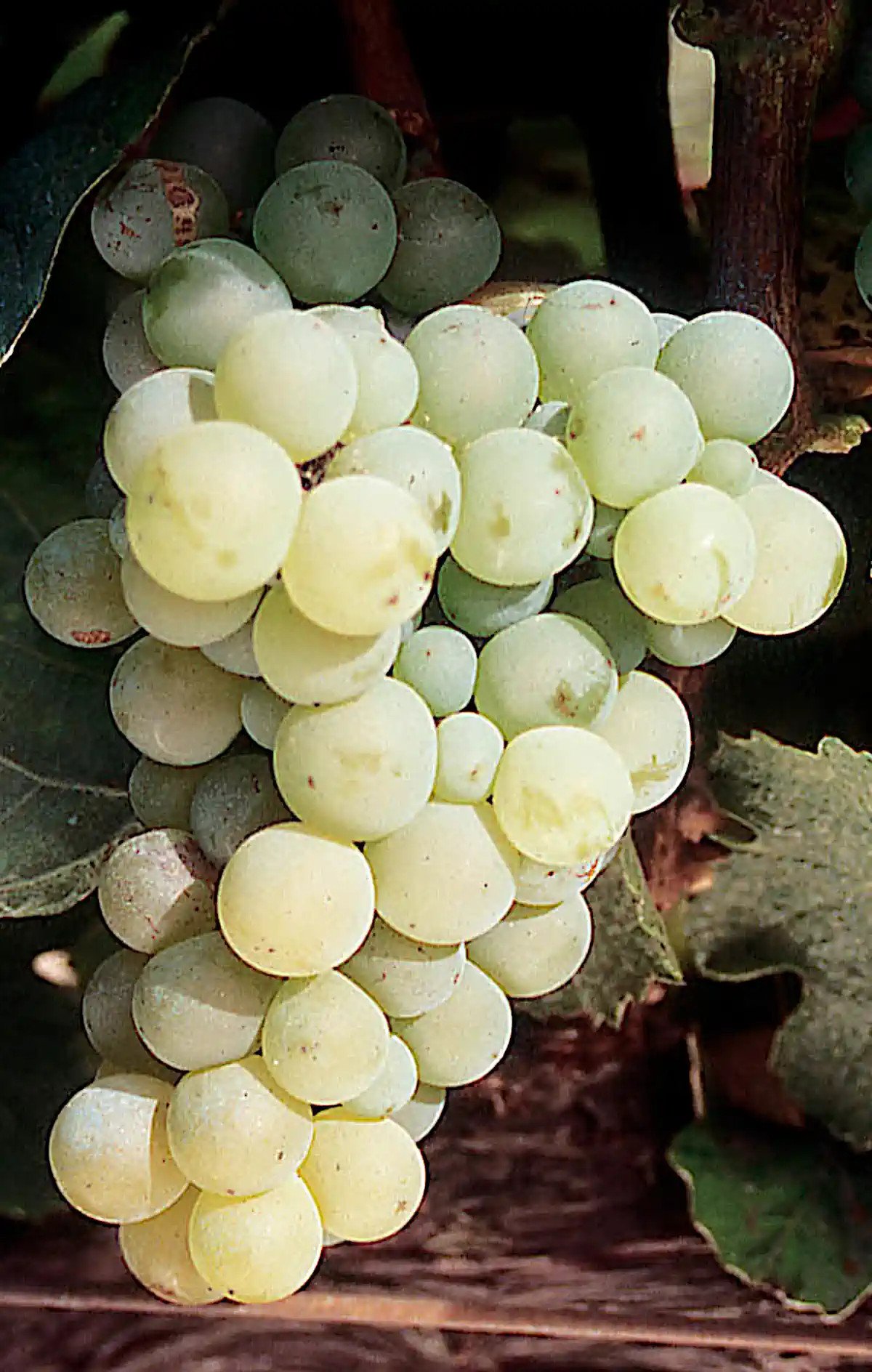 Grappe d'Orbois