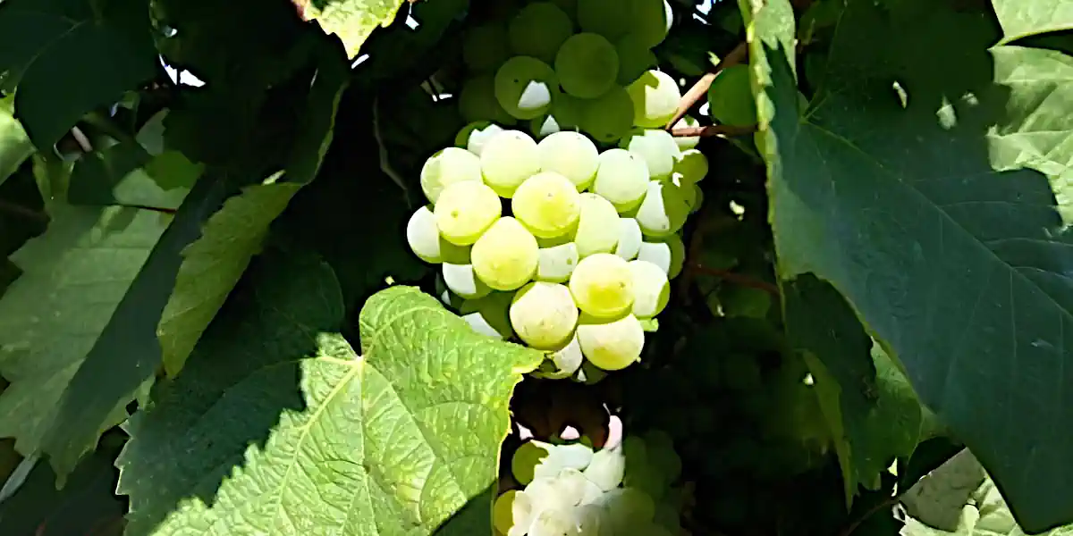 Vignoble de Orbois