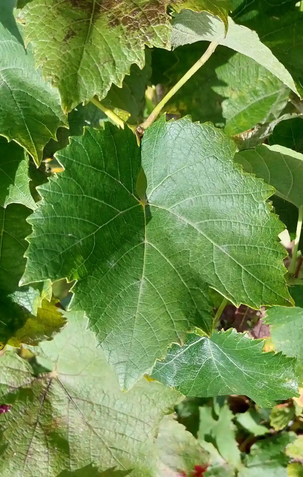 Feuille d'Othello