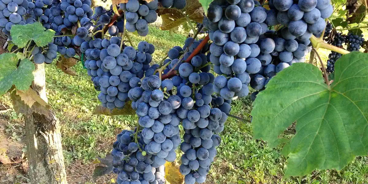Vignoble d'Othello
