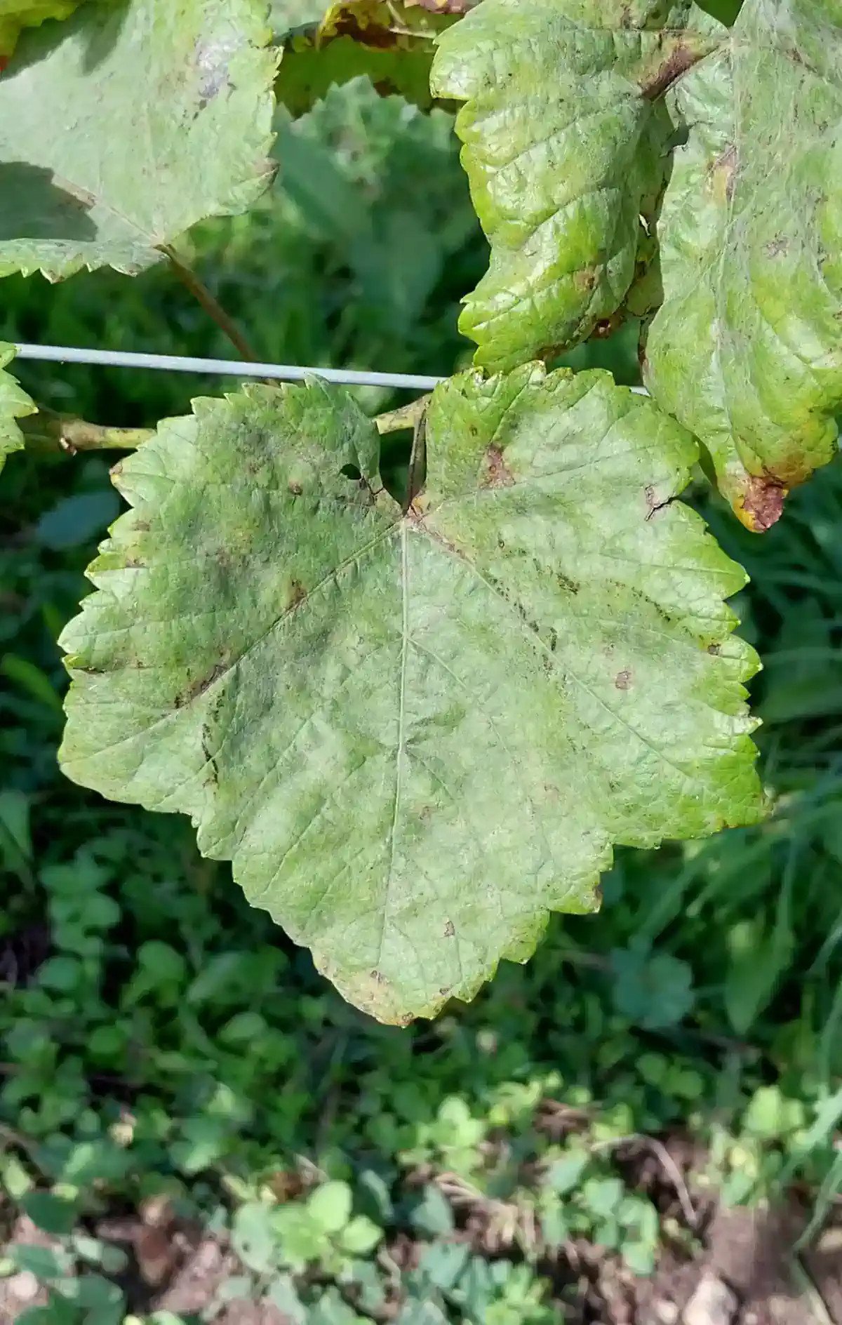 Feuille de Perlette