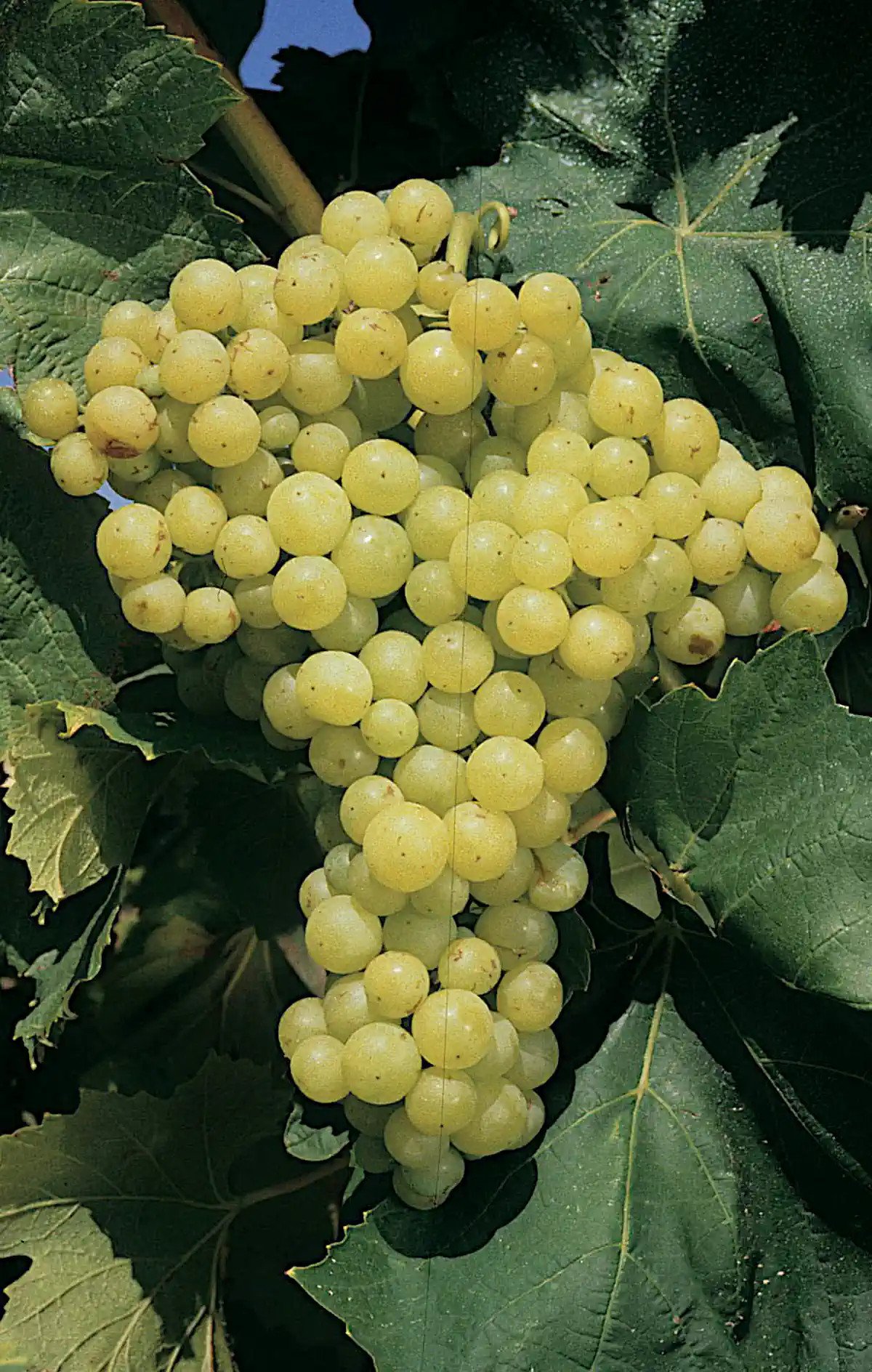 Grappe de Perlette