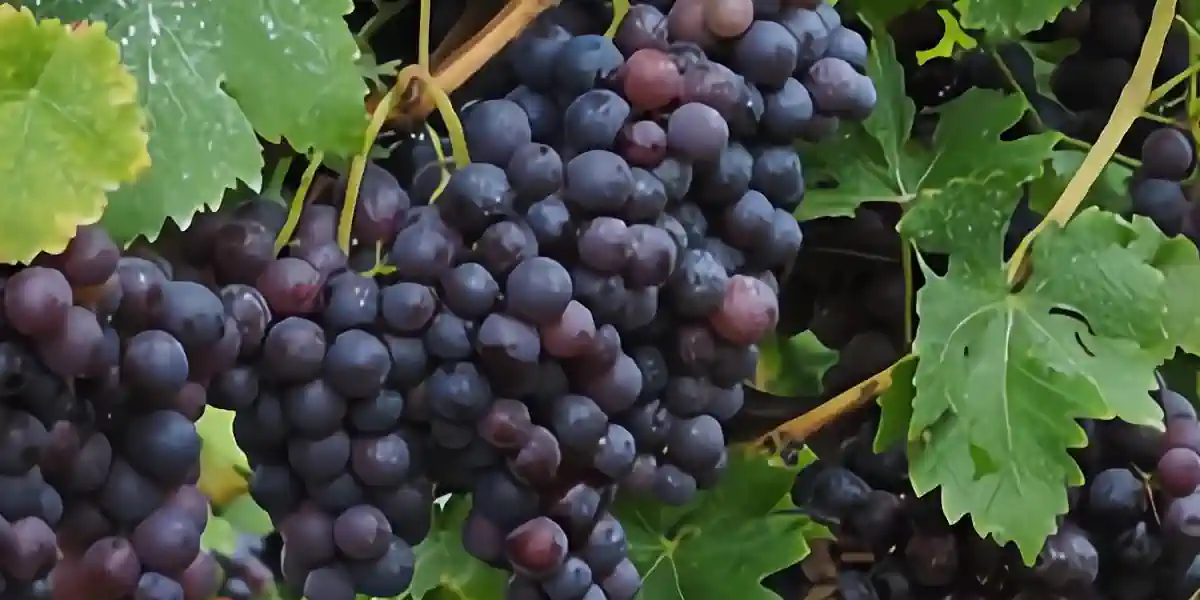 Vignoble de Seibel