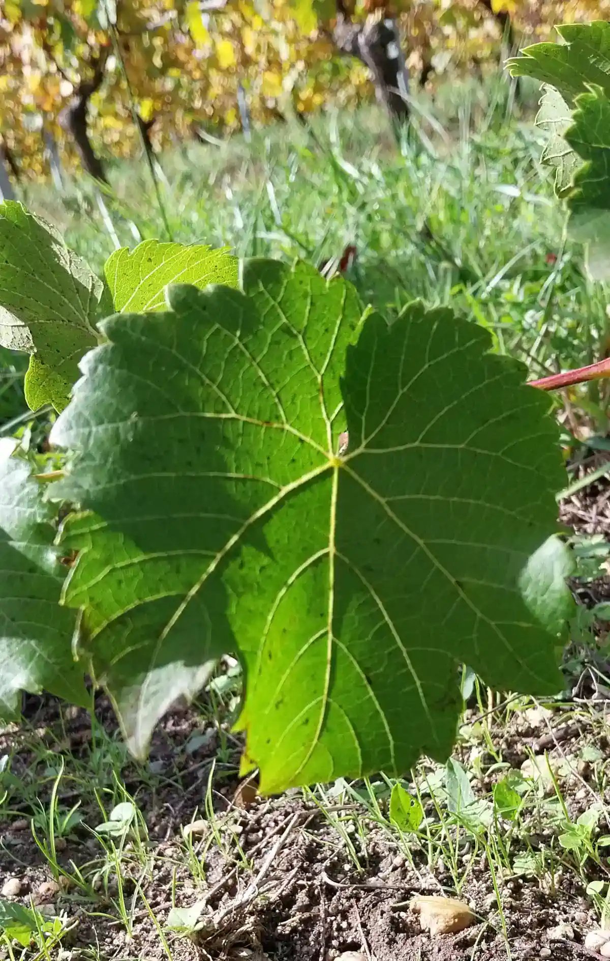 Feuille de Seyve-Villard