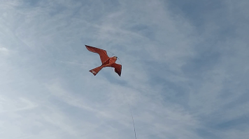 Vignobles de Chécy en ete