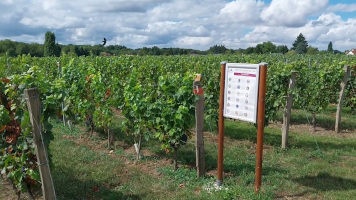 Vignobles de Chécy en ete