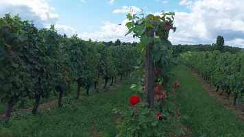 Vignobles de Chécy en ete