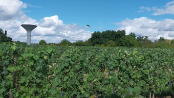 Vignobles de Chécy en ete
