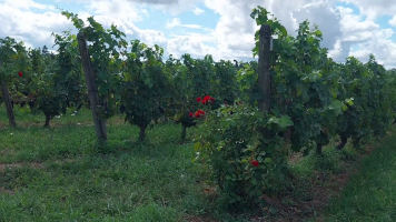 Vignobles de Chécy en ete