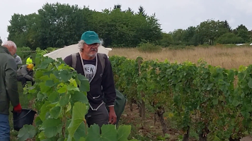 Vignobles de Chécy en ete