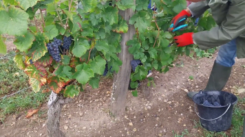 Vignobles de Chécy en ete