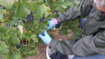 Vignobles de Chécy en ete