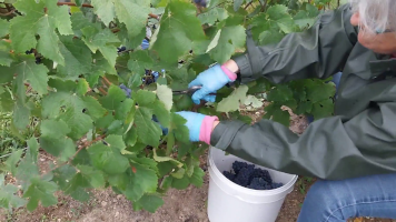 Vignobles de Chécy en ete