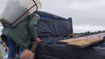 Vignobles de Chécy en ete