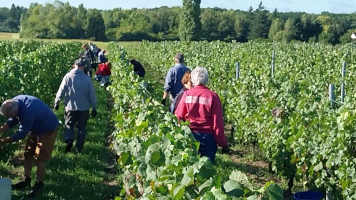 Vignobles de Chécy en automne