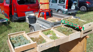 Vignobles de Chécy en automne