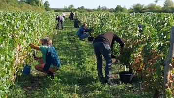 Vignobles de Chécy en automne