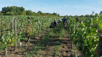 Vignobles de Chécy en automne