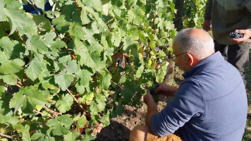 Vignobles de Chécy en automne