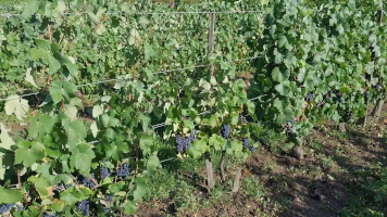 Vignobles de Chécy en automne