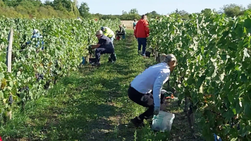 Vignobles de Chécy en automne