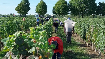 Vignobles de Chécy en automne