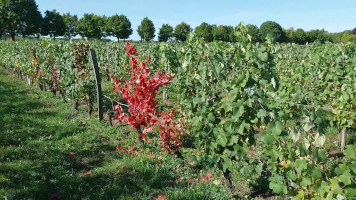 Vignobles de Chécy en automne