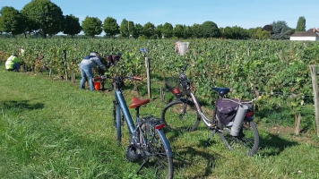 Vignobles de Chécy en automne