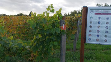 Vignobles de Chécy en automne