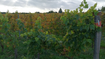 Vignobles de Chécy en automne