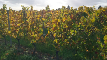 Vignobles de Chécy en automne