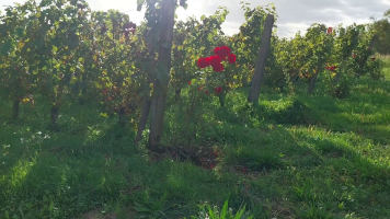 Vignobles de Chécy en automne