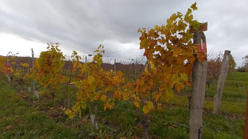 Vignobles de Chécy en automne